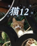 猫12个月算几岁